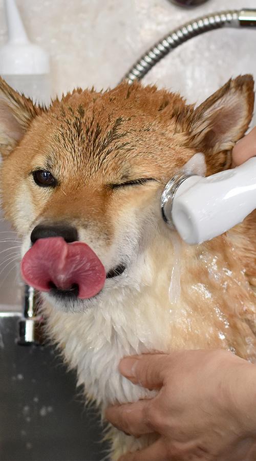 toilettage-canin-shiba