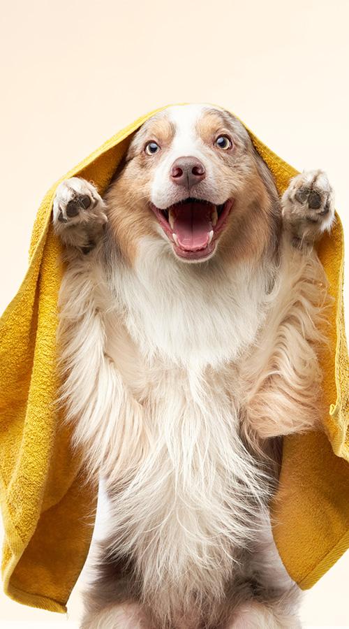 nettoyage-de-chien