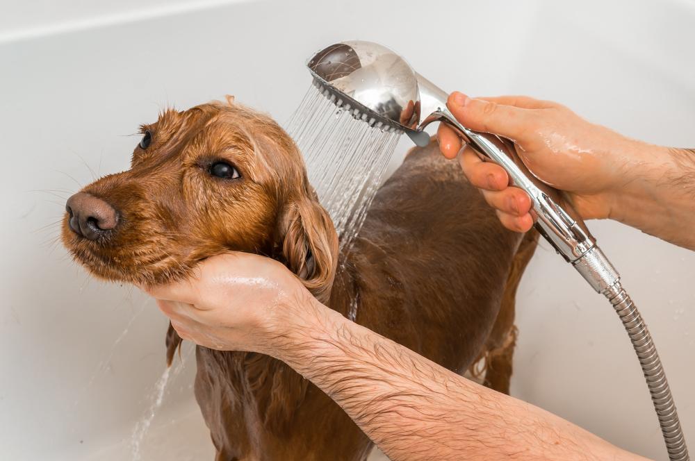Bain pour chien à Caudan