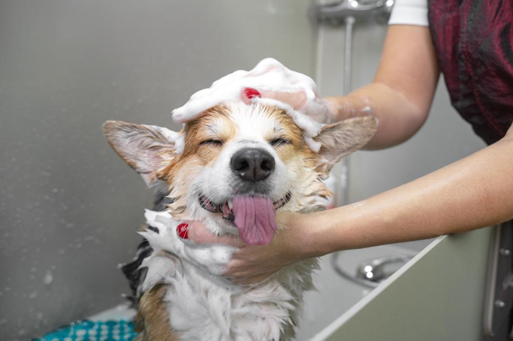 Shampoing canin à Caudan