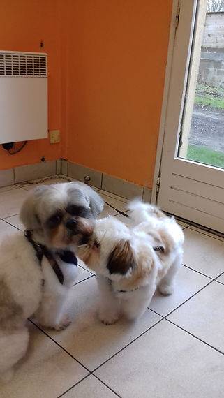 Toilettage canin à Caudan Toilettage Canin Chez Sylvie