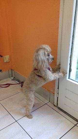 Toilettage canin à Caudan Toilettage Canin Chez Sylvie (2)