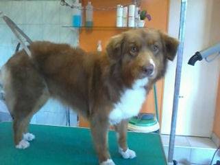 Toilettage canin à Caudan Toilettage Canin Chez Sylvie