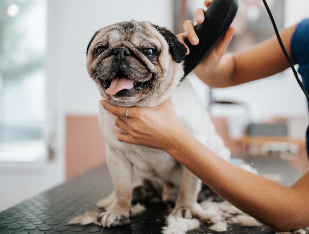 Coupe pour chiens à Caudan