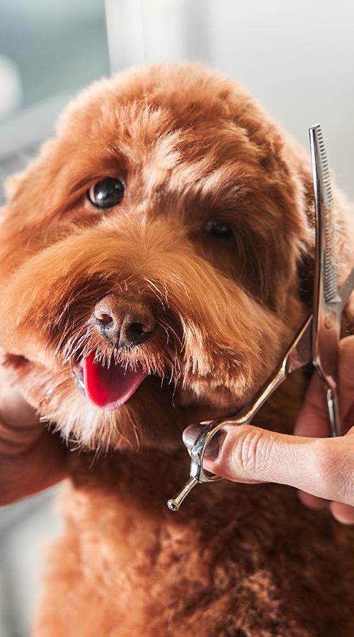 toilettage-canin-coupe-chien