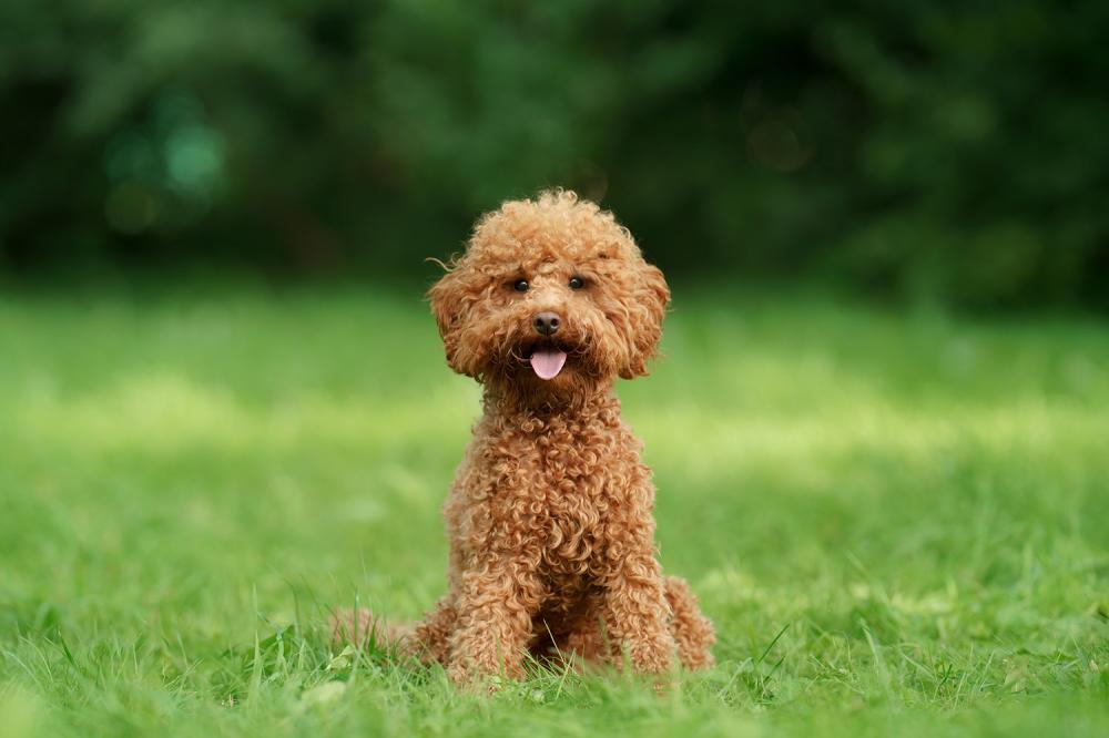 Entretien de chien à Caudan