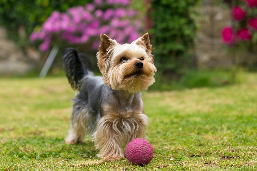 Épilation canine à Caudan