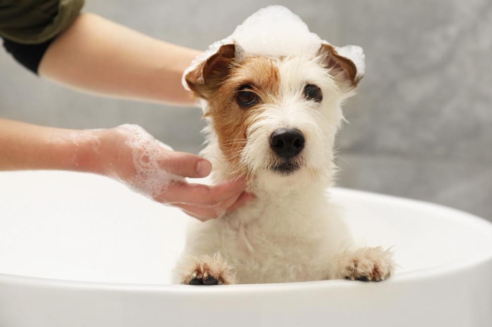bain-chien