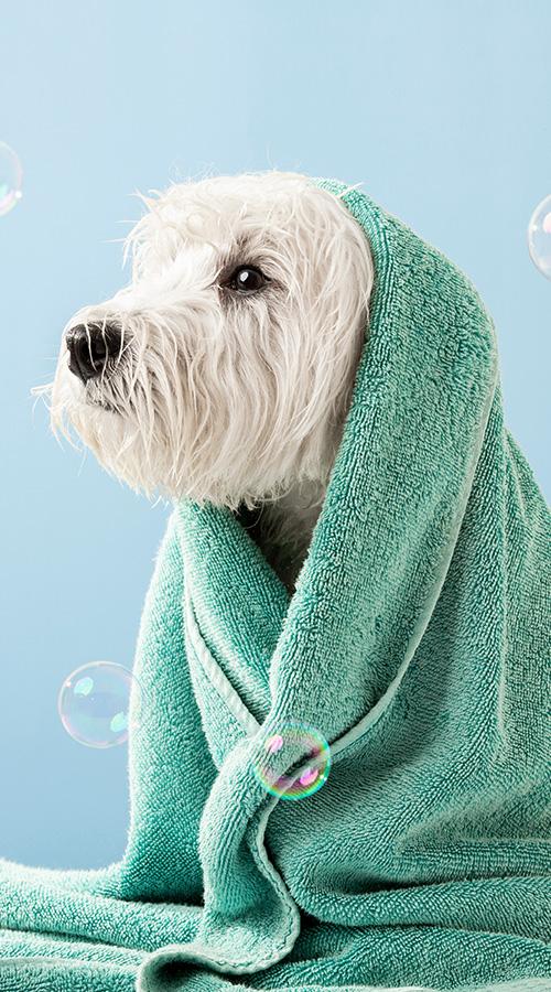 chien-accueil