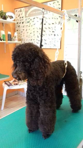 Toilettage_canin - Chez Sylvie (48)