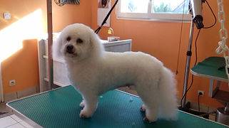 Toilettage_canin - Chez Sylvie (49)