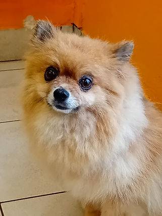 Toilettage_canin - Chez Sylvie (50)