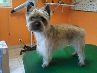 Toilettage_canin - Chez Sylvie (53)