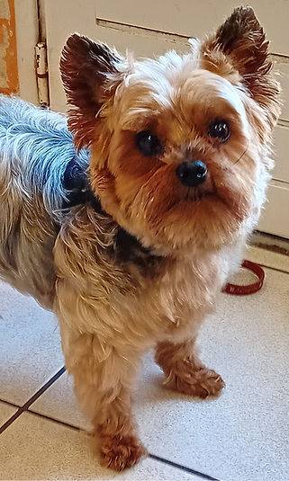 Toilettage_canin - Chez Sylvie (54)