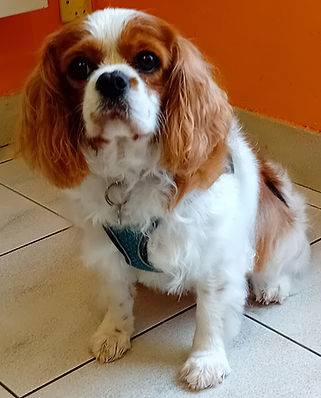 Toilettage_canin - Chez Sylvie (55)