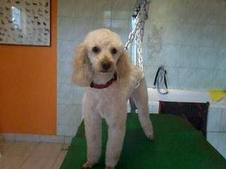 Toilettage_canin - Chez Sylvie (56)