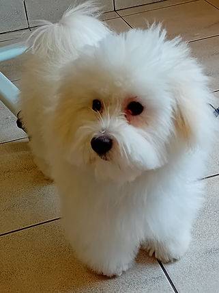 Toilettage_canin - Chez Sylvie (57)