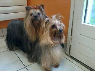 Toilettage_canin - Chez Sylvie (60)