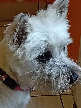 Toilettage_canin - Chez Sylvie (61)