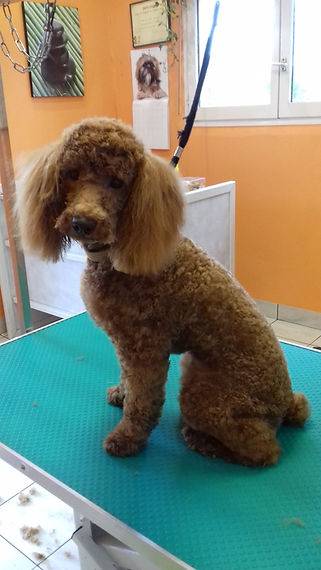 Toilettage_canin - Chez Sylvie (63)