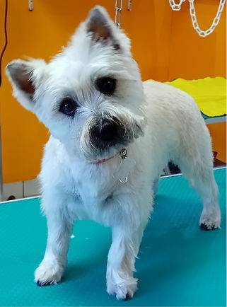 Toilettage_canin - Chez Sylvie (64)