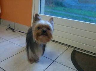 Toilettage_canin - Chez Sylvie (66)
