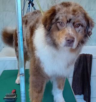 Toilettage_canin - Chez Sylvie (68)