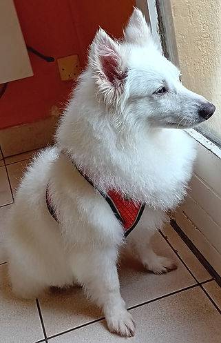 Toilettage_canin - Chez Sylvie (69)