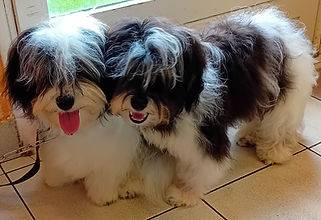 Toilettage_canin - Chez Sylvie (71)