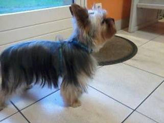 Toilettage_canin - Chez Sylvie (73)