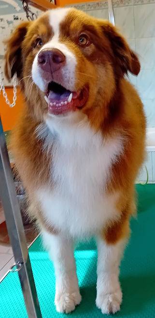 Toilettage_canin - Chez Sylvie (74)