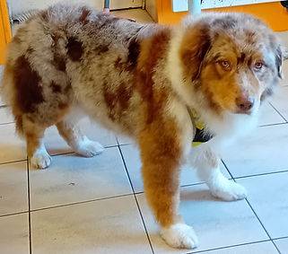 Toilettage_canin - Chez Sylvie (75)