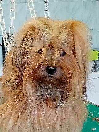 Toilettage_canin - Chez Sylvie (76)
