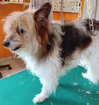 Toilettage_canin - Chez Sylvie (77)