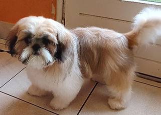 Toilettage_canin - Chez Sylvie (78)