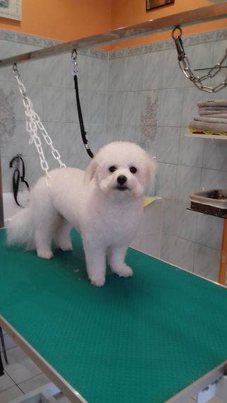 Toilettage_canin - Chez Sylvie (80)