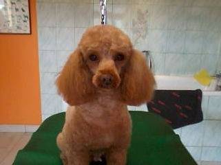 Toilettage_canin - Chez Sylvie (81)