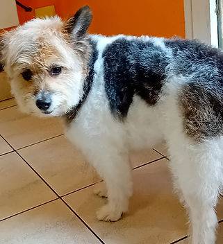 Toilettage_canin - Chez Sylvie (82)