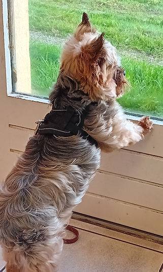 Toilettage_canin - Chez Sylvie (83)
