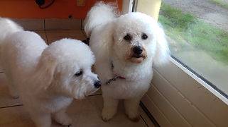 Toilettage_canin - Chez Sylvie (85)
