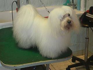 Toilettage_canin - Chez Sylvie (86)