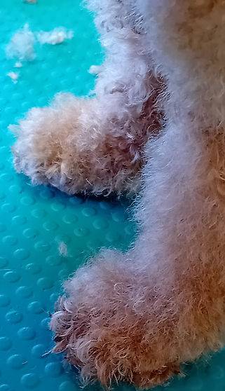 Toilettage_canin - Chez Sylvie (88)