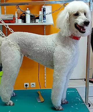 Toilettage_canin - Chez Sylvie (92)