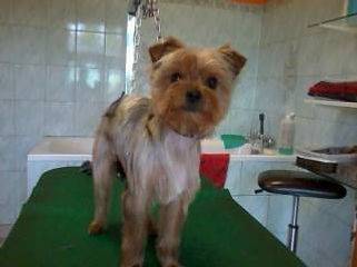 Toilettage_canin - Chez Sylvie (93)